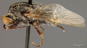 Media type: image;   Entomology 21980 Aspect: habitus lateral view